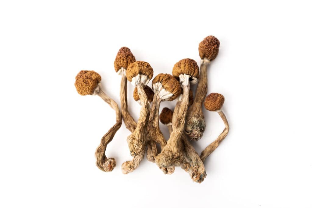 magic mushrooms australia