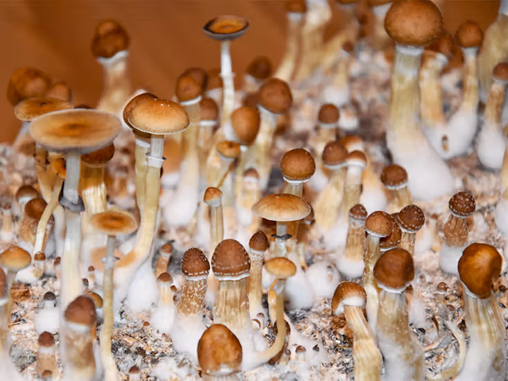 Magic Mushroom Spores