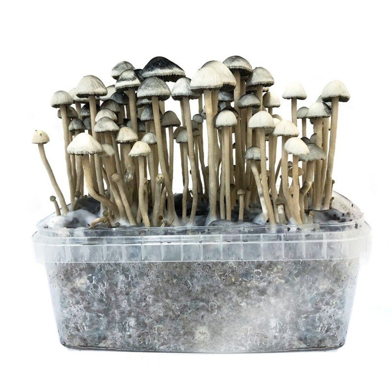How to grow magic mushrooms